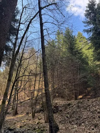 Prodej lesa, Železný Brod, 4901 m2