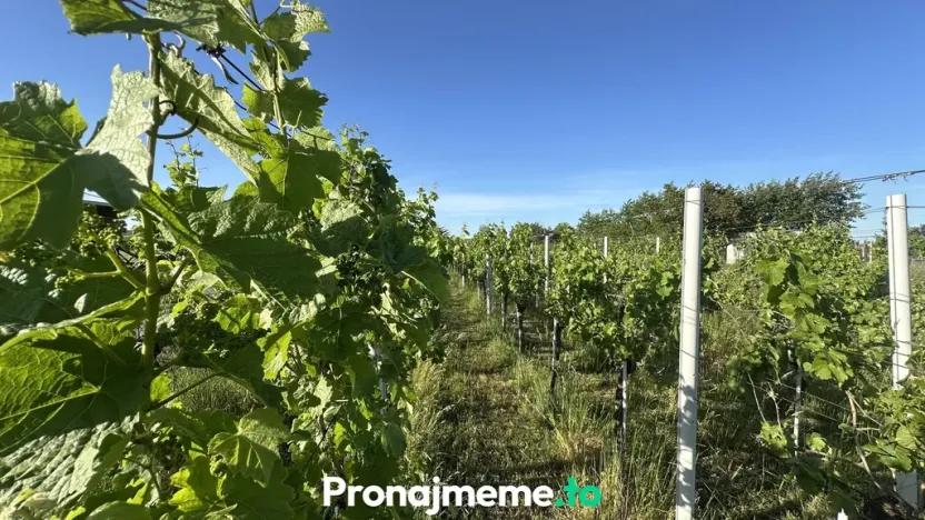 Pronájem - jiné, Šatov, 1759 m2