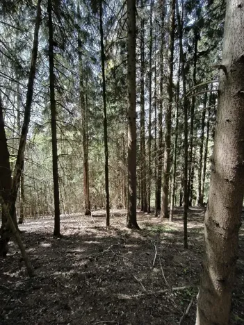 Prodej lesa, Dobřany, 12043 m2