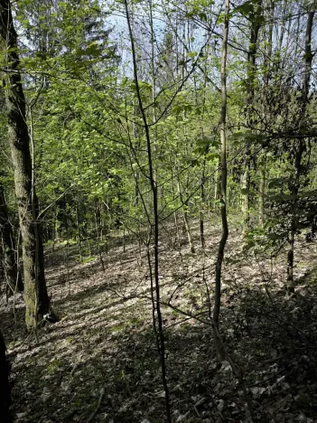 Prodej lesa, Dobřany, 12043 m2