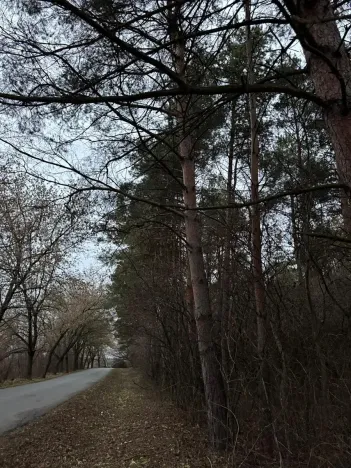 Prodej podílu lesa, Vinaře, 13603 m2