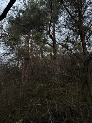 Prodej podílu lesa, Vinaře, 13603 m2