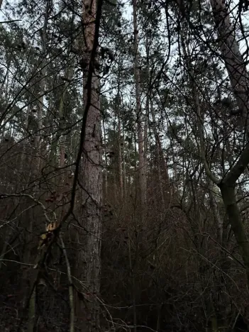 Prodej podílu lesa, Vinaře, 13603 m2