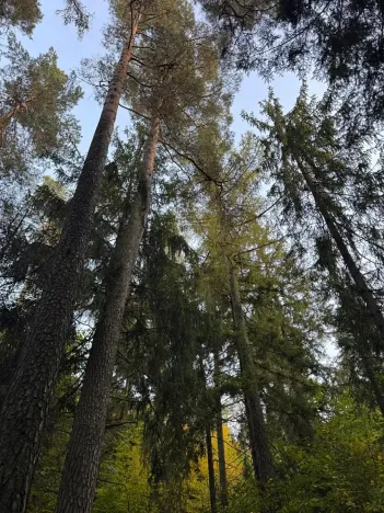 Prodej lesa, Velká Polom, 3922 m2