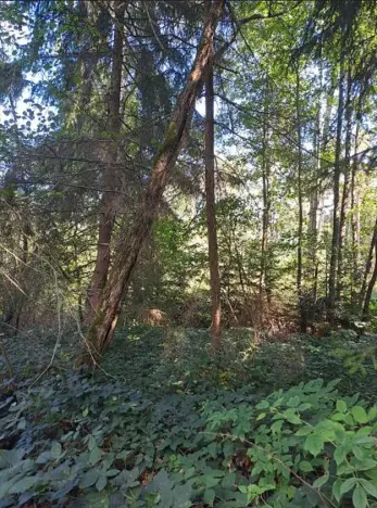 Prodej lesa, Srubec, 364 m2