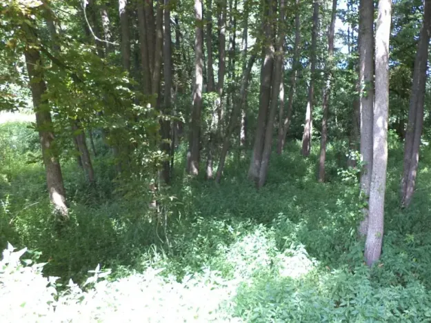 Dražba pozemku, Chodský Újezd, 1046 m2