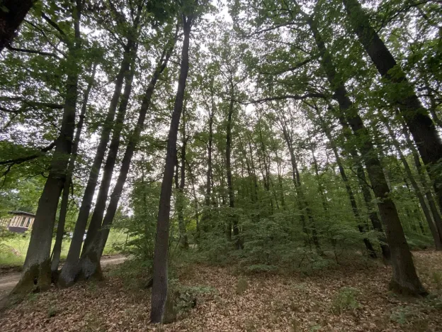 Prodej lesa, Vráž, 3233 m2