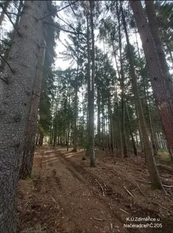 Prodej lesa, Načeradec, 450 m2