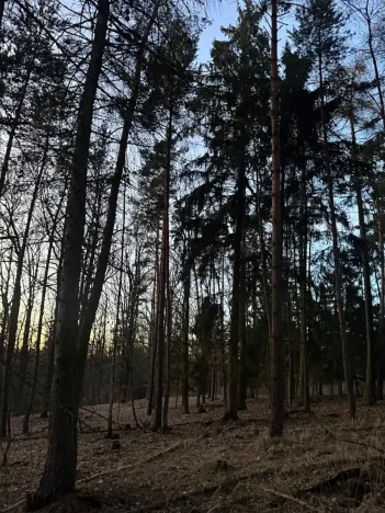 Prodej lesa, Puclice, 13840 m2