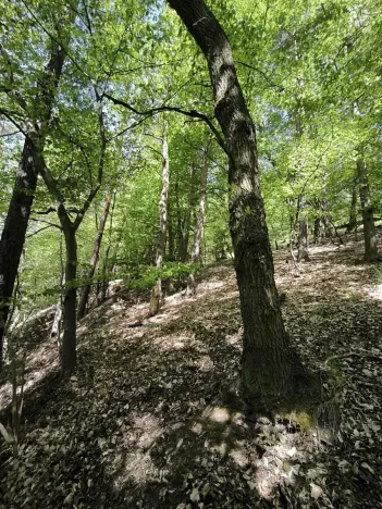 Prodej lesa, Lesnice, 1410 m2