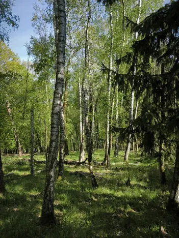 Prodej lesa, Řepín, 5226 m2