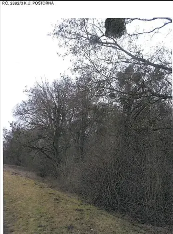 Prodej lesa, Břeclav, 5954 m2