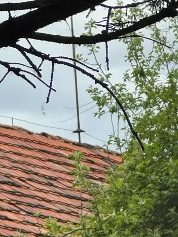 Dražba rodinného domu, Velký Chlumec, 385 m2