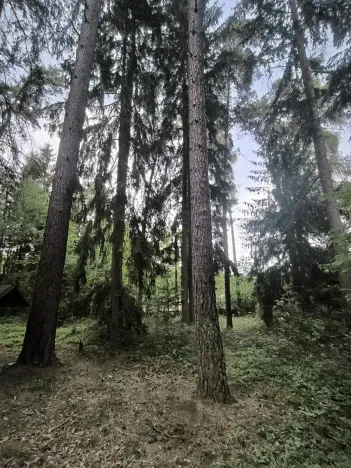 Prodej lesa, Myslív, 5003 m2