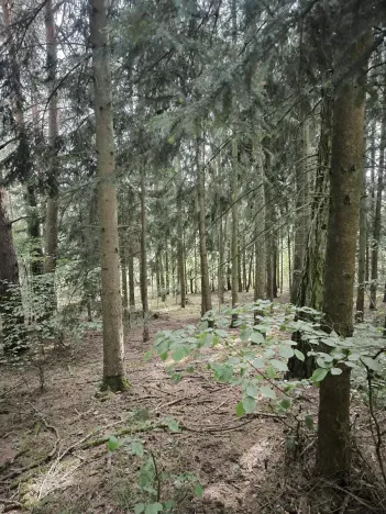 Prodej lesa, Myslív, 5003 m2