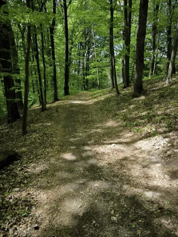 Prodej podílu lesa, Lhotsko, 3236 m2