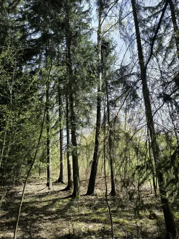 Prodej lesa, Semily, 2671 m2
