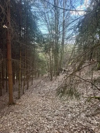 Prodej lesa, Úpice, 4730 m2