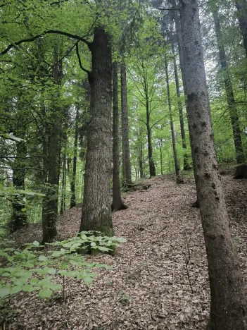 Prodej lesa, Liberec, 10902 m2