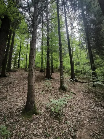 Prodej lesa, Liberec, 10902 m2
