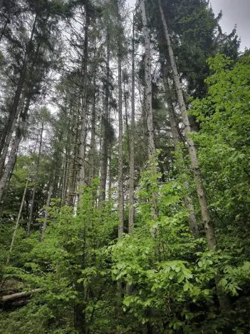 Prodej lesa, Zábřeh, 4422 m2