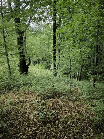 Prodej lesa, Nový Hrozenkov, 21241 m2