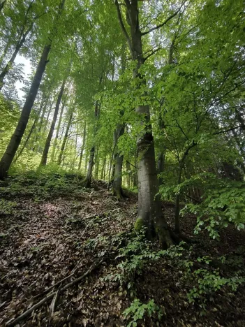 Prodej lesa, Nový Hrozenkov, 21241 m2