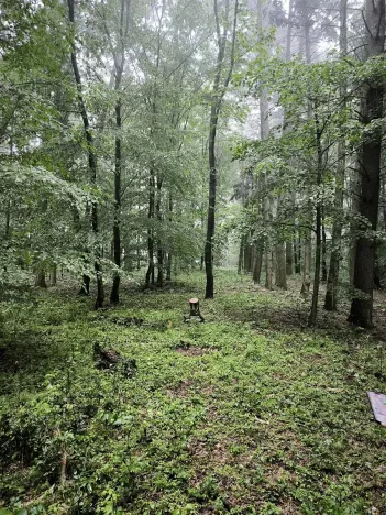 Prodej podílu lesa, Pustiměř, 1292 m2