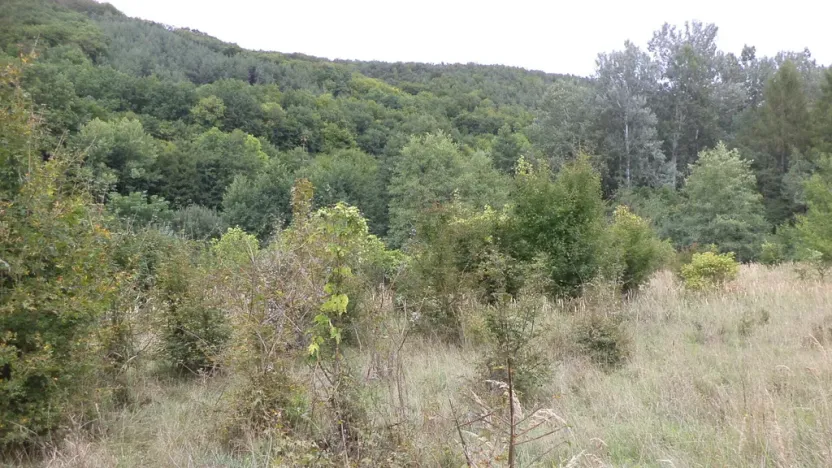 Prodej pole, Traplice, 1953 m2
