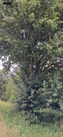 Prodej lesa, Rožmitál pod Třemšínem, 3871 m2