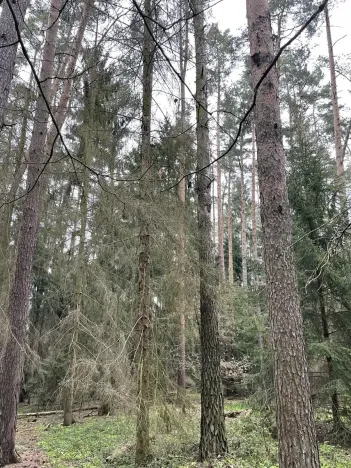 Prodej lesa, Hradiště, 3845 m2