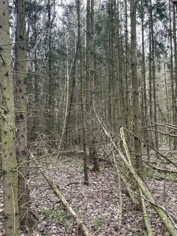 Prodej lesa, Hradiště, 3845 m2