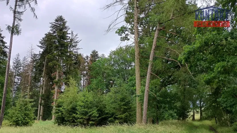 Prodej lesa, Spáňov, 24210 m2