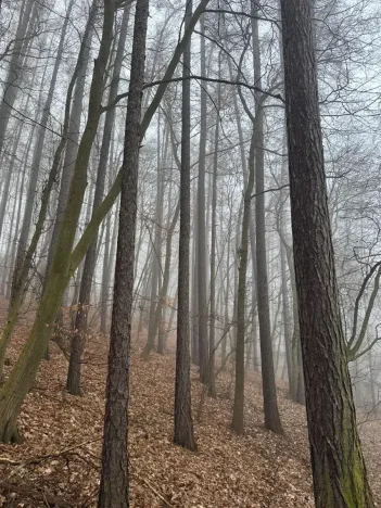 Prodej podílu lesa, Dolany, 2292 m2