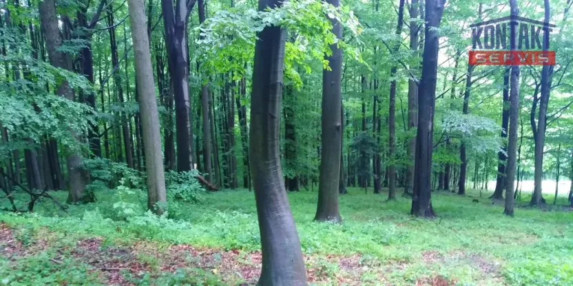 Prodej lesa, Životice u Nového Jičína, 12739 m2