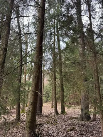 Prodej lesa, Všemyslice, 12022 m2