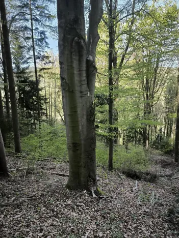 Prodej podílu lesa, Zděchov, 5288 m2