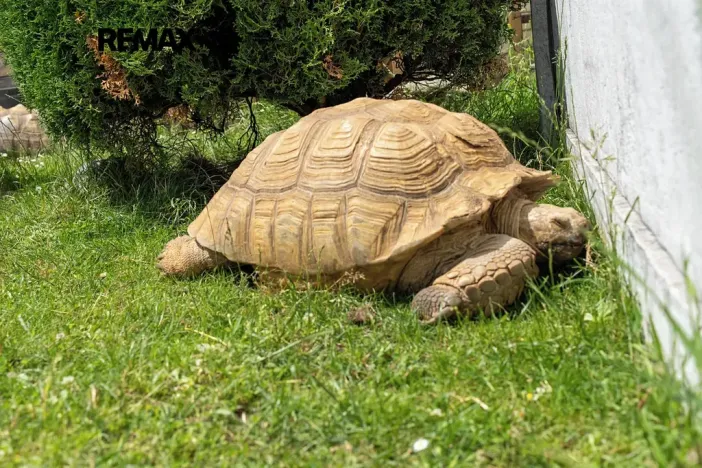 Prodej zemědělské usedlosti, Lipová-lázně, 871 m2