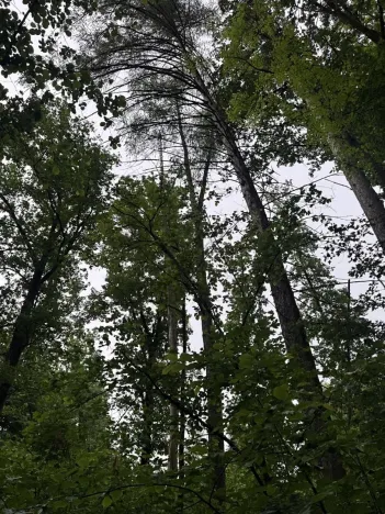 Prodej lesa, Běstvina, 1370 m2