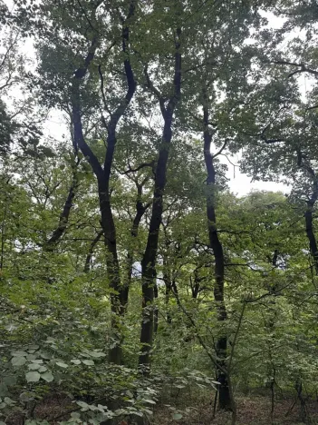 Prodej podílu lesa, Bílina, 2704 m2
