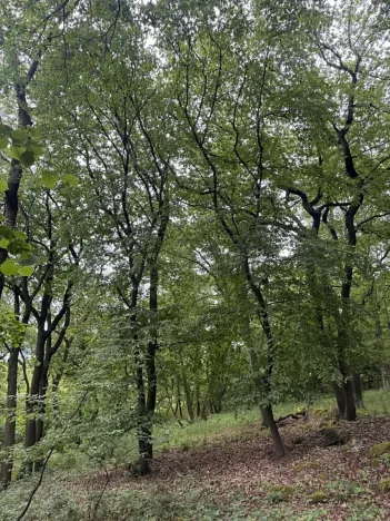 Prodej podílu lesa, Bílina, 2704 m2