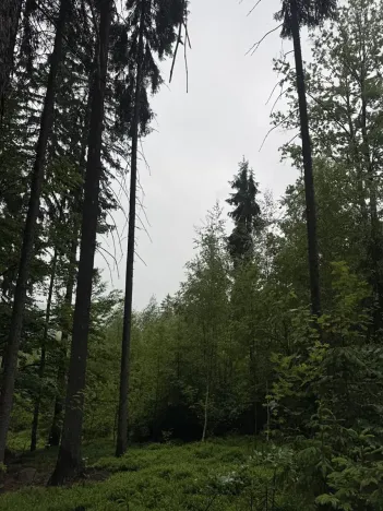 Prodej podílu lesa, Velké Hamry, 1819 m2