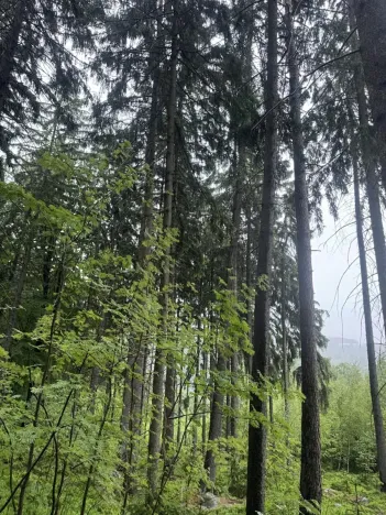 Prodej podílu lesa, Velké Hamry, 1819 m2