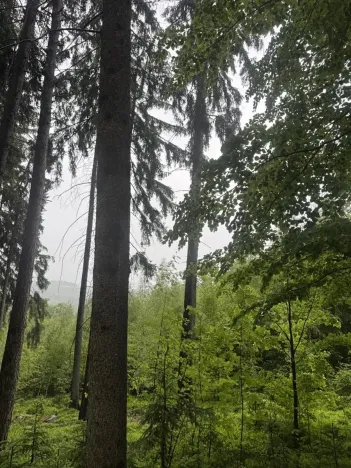 Prodej podílu lesa, Velké Hamry, 1819 m2