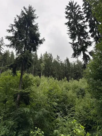 Prodej podílu lesa, Velké Hamry, 1819 m2