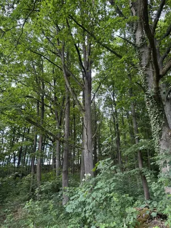 Prodej lesa, Čížkov, 10503 m2