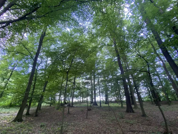 Prodej lesa, Olbramice, 2070 m2