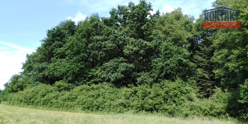Prodej lesa, Spálené Poříčí - Záluží, 9268 m2
