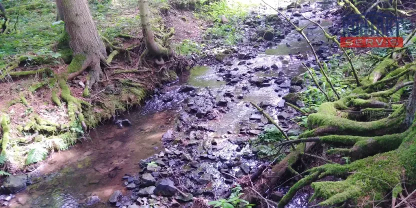 Prodej lesa, Spálené Poříčí - Záluží, 9268 m2