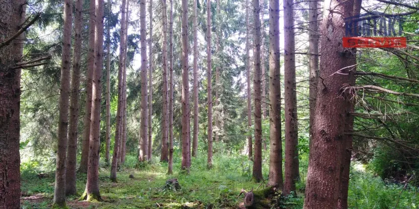 Prodej lesa, Spálené Poříčí - Záluží, 9268 m2